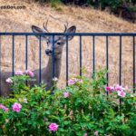 How to Keep Deer Out of Garden