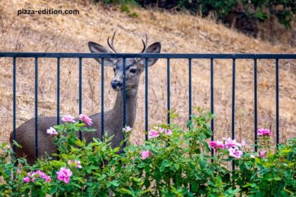 How to Keep Deer Out of Garden