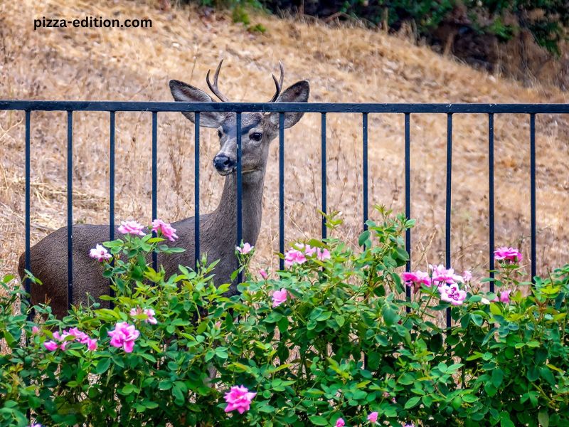 How to Keep Deer Out of Garden